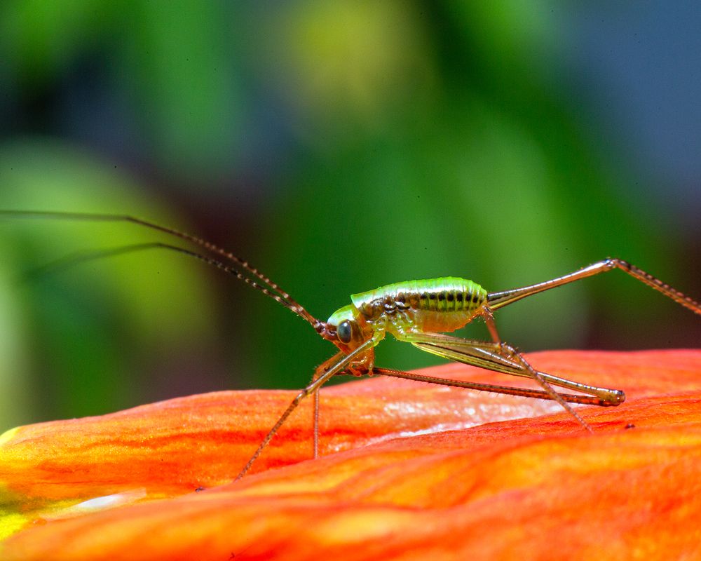 Фотография автора Laddu Sasindu Pramuditha De Silva