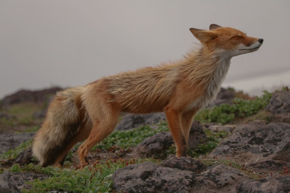 Photograph by Рондак Ульяна