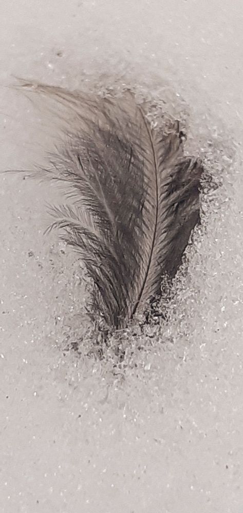 Photograph by Евгения Ульянова