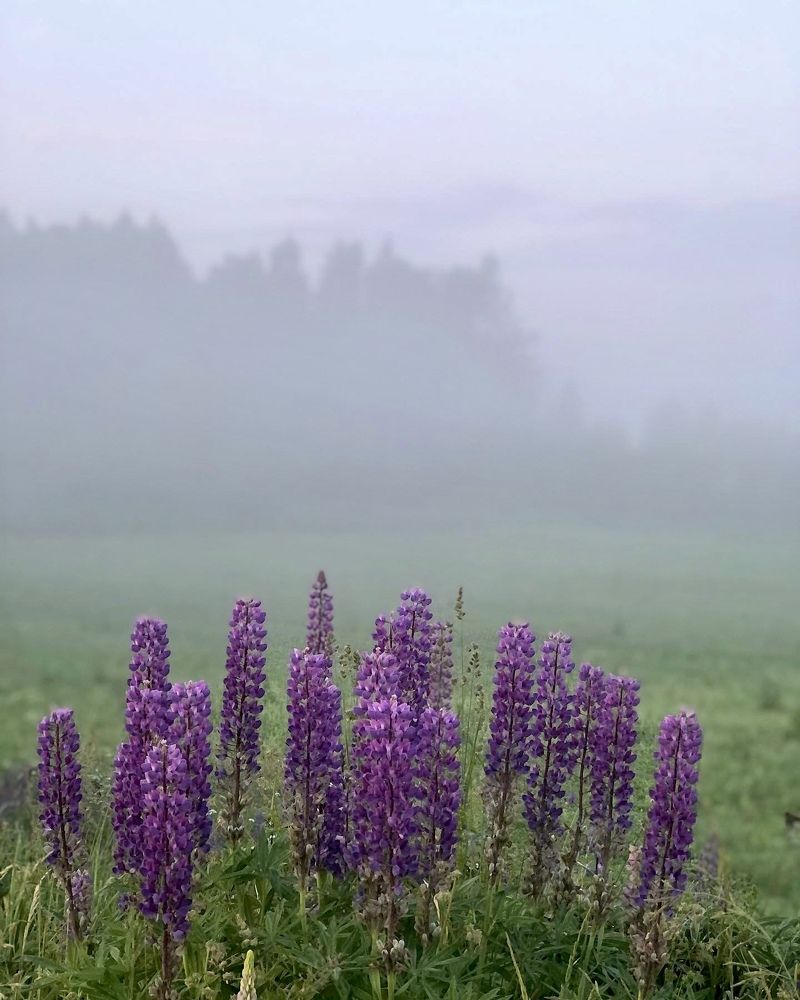 Photograph by Лариса Акинчиц