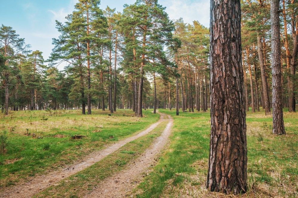 Фотография автора Oleg Podlesnykh