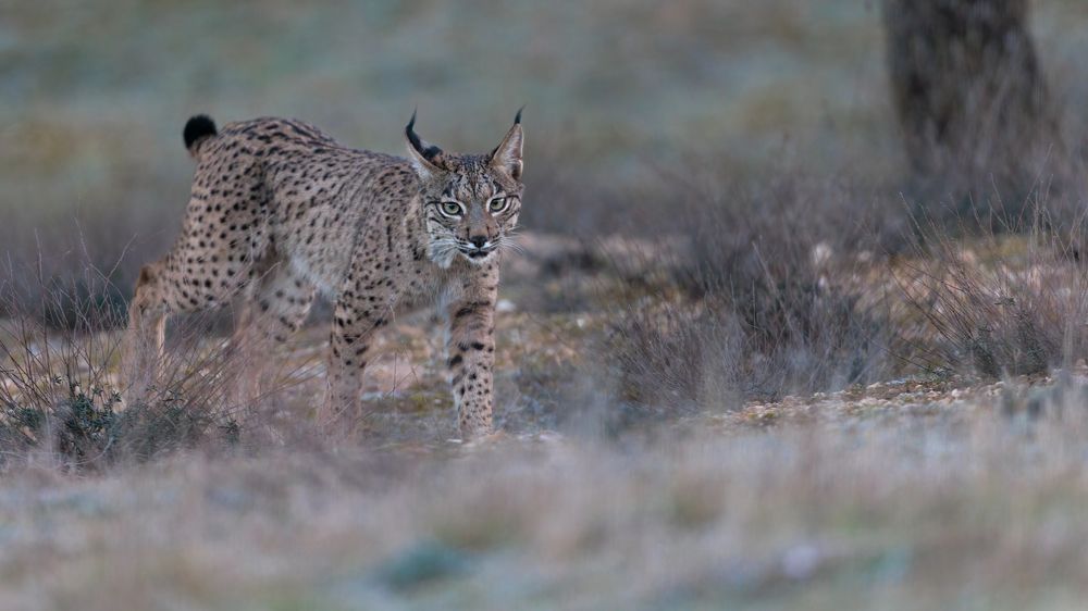 Photograph by Ruzdi Ekenheim