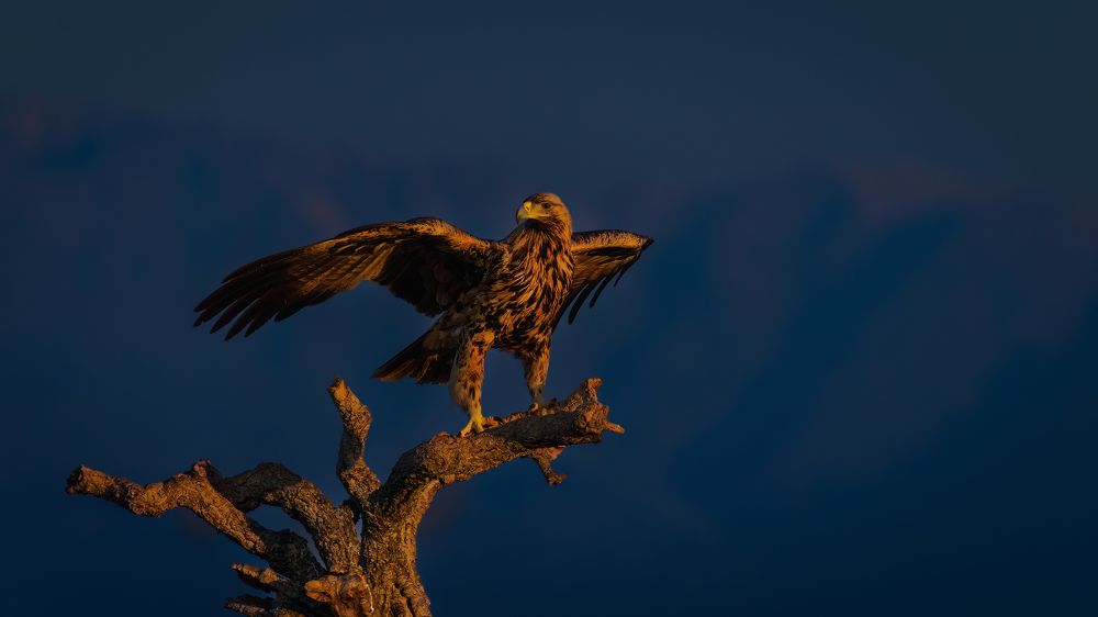 Photograph by Ruzdi Ekenheim