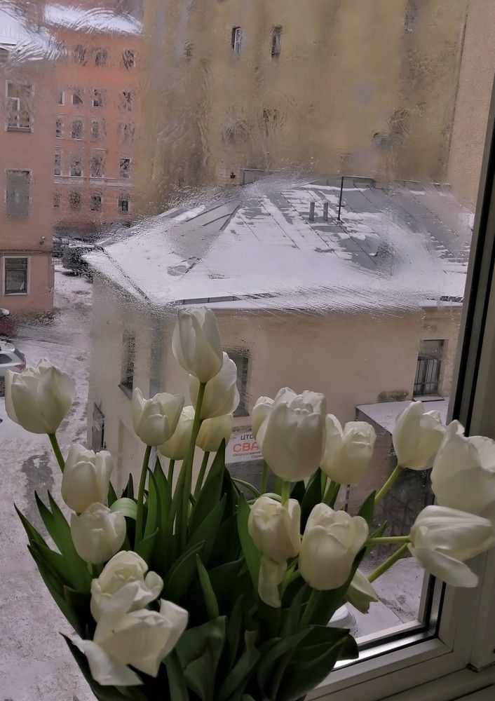 ЦВЕТЫ НА ОКНЕ