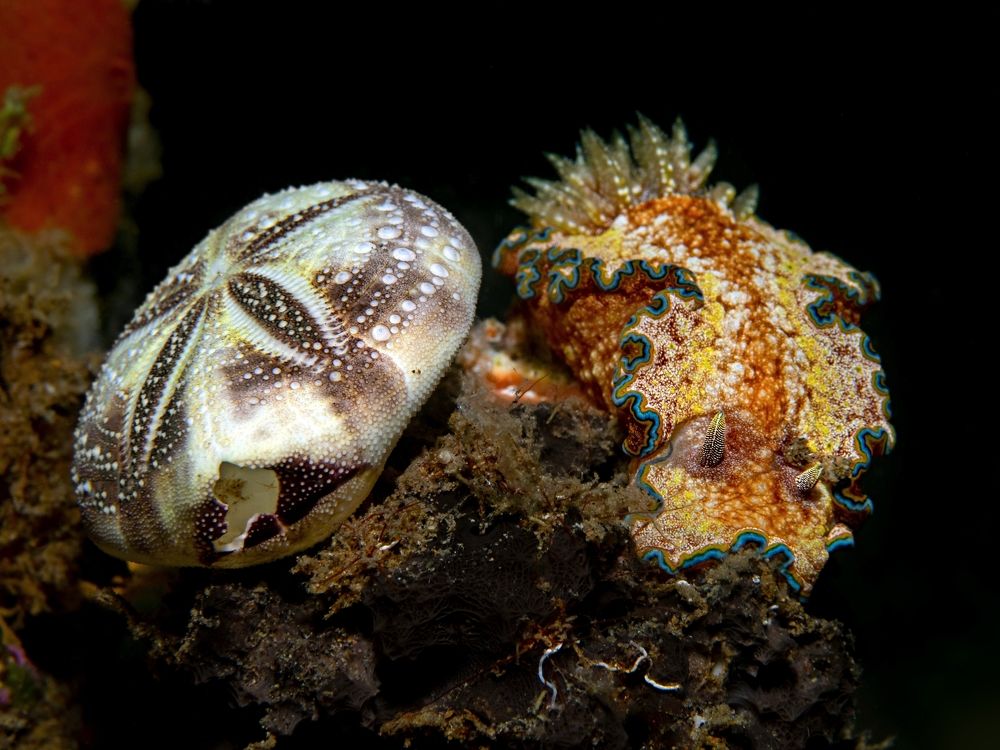 Photograph by Aldo Galante