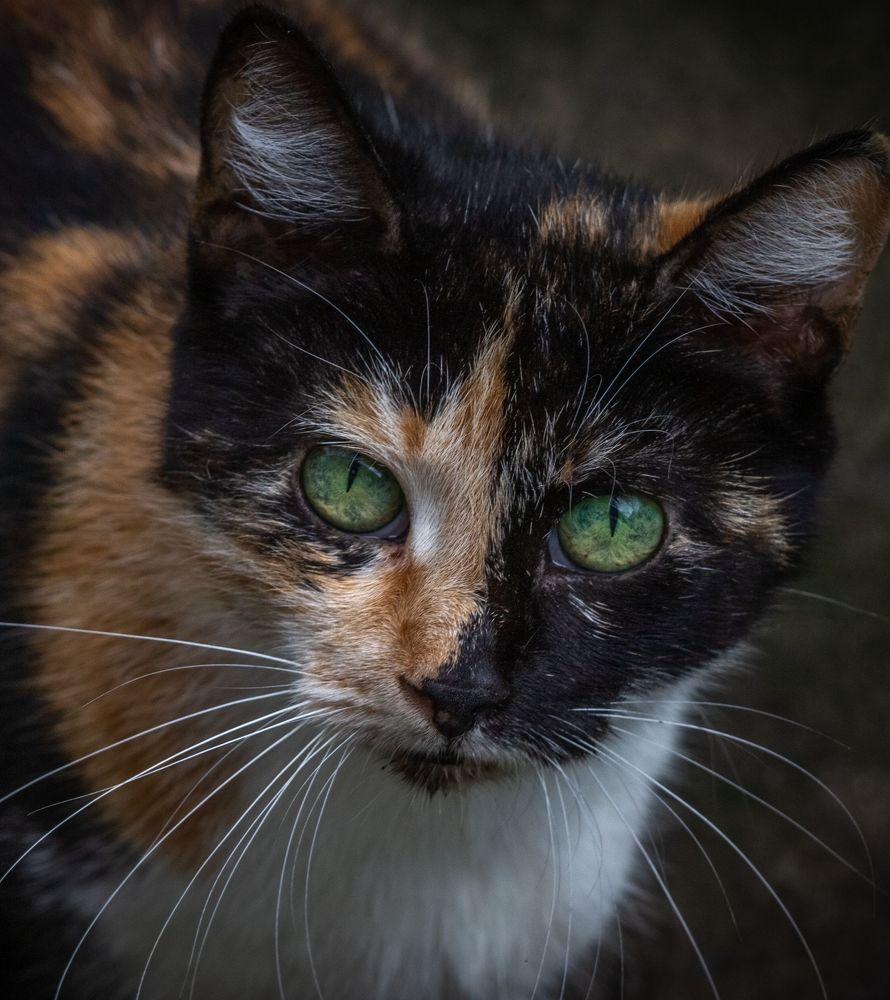 Photograph by Ирина Крепак