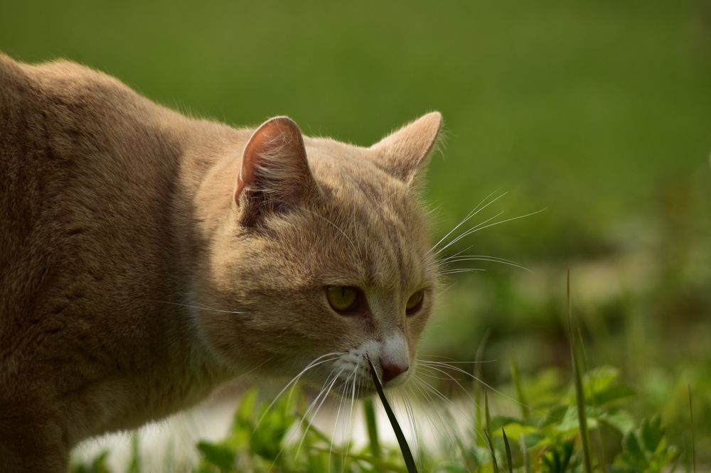 Фотография автора Tkachev Aleksey