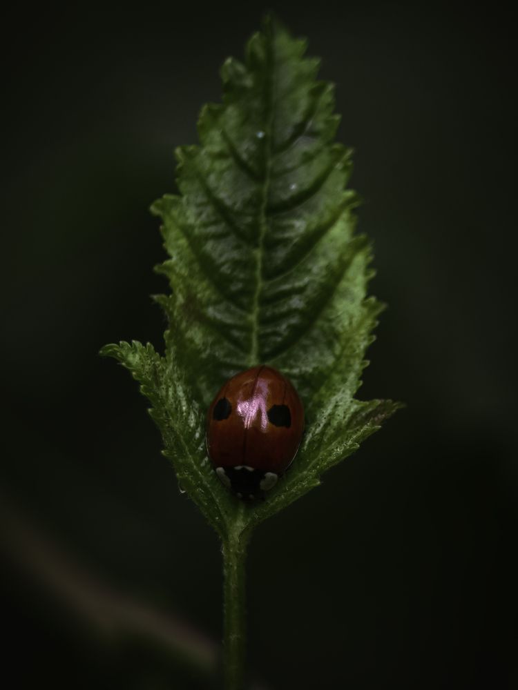 Photograph by Юрий Говорков