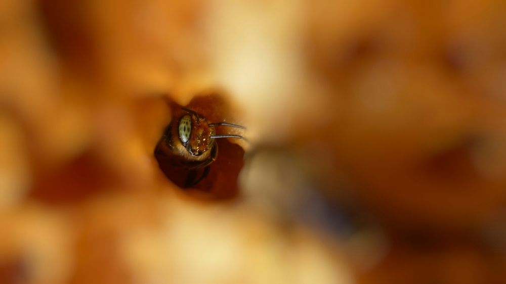 Ты кто такой? Я тебя не звала