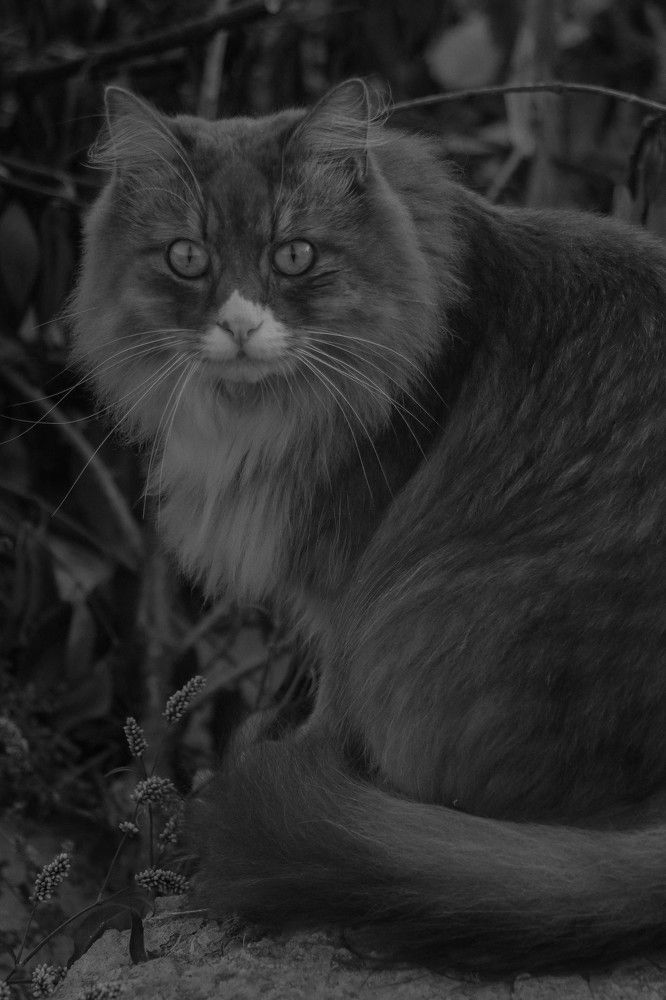 Photograph by Рондак Ульяна