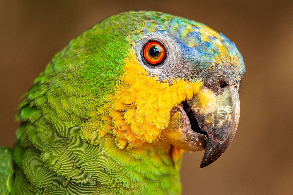 Portrait of Orange-winged Parrot