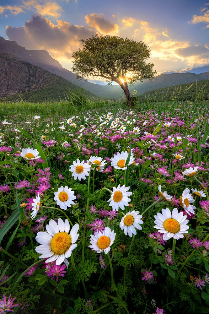 Photograph by Ahmad Mostafapour