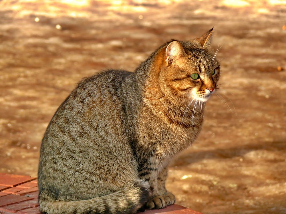 Фотография автора Анатолий Борисов