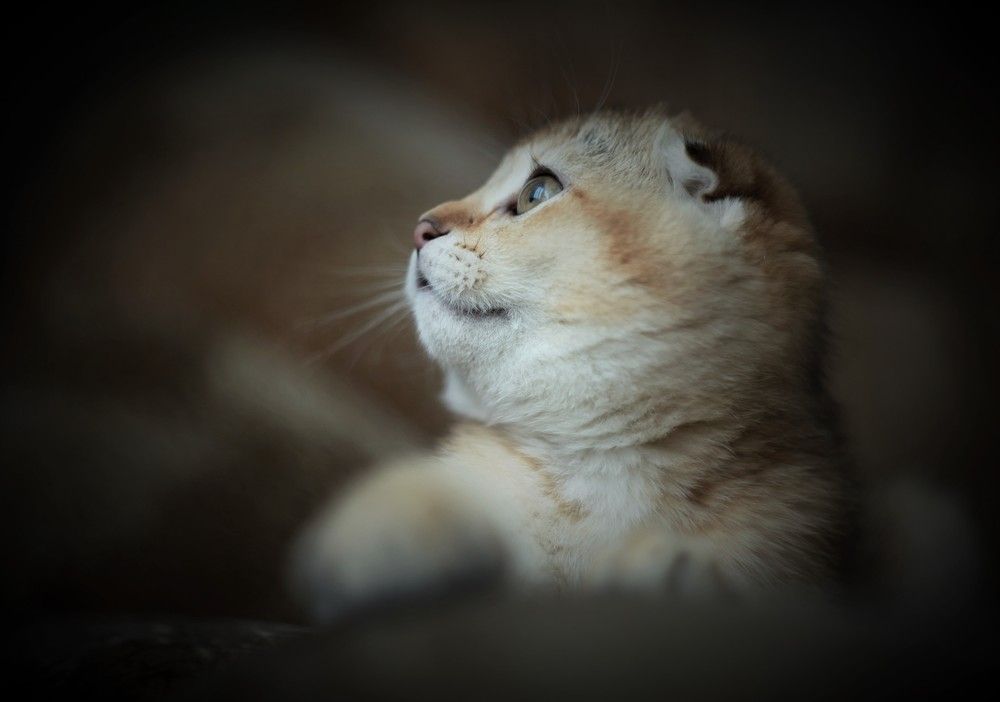 Photograph by Сенина Елена