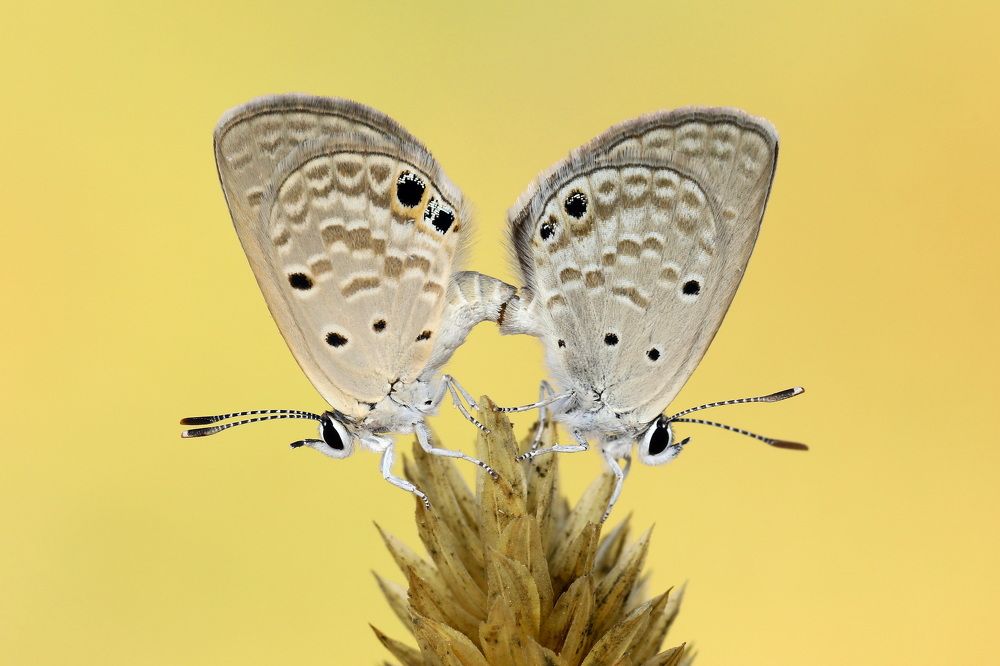 Mating