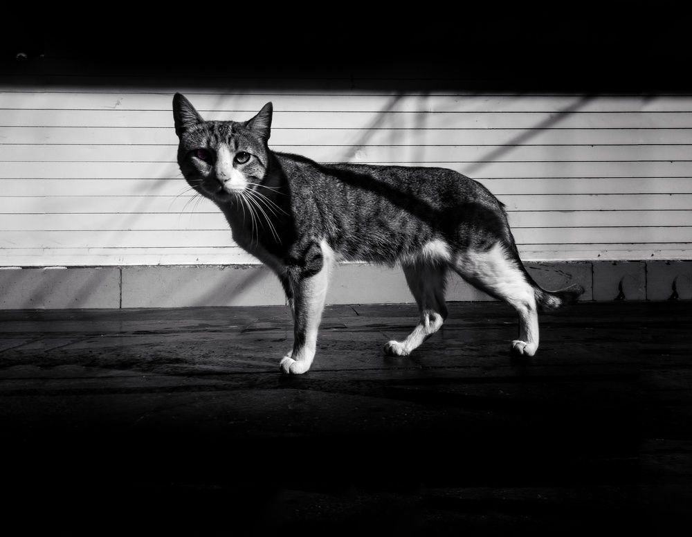 Photograph by David Serrano