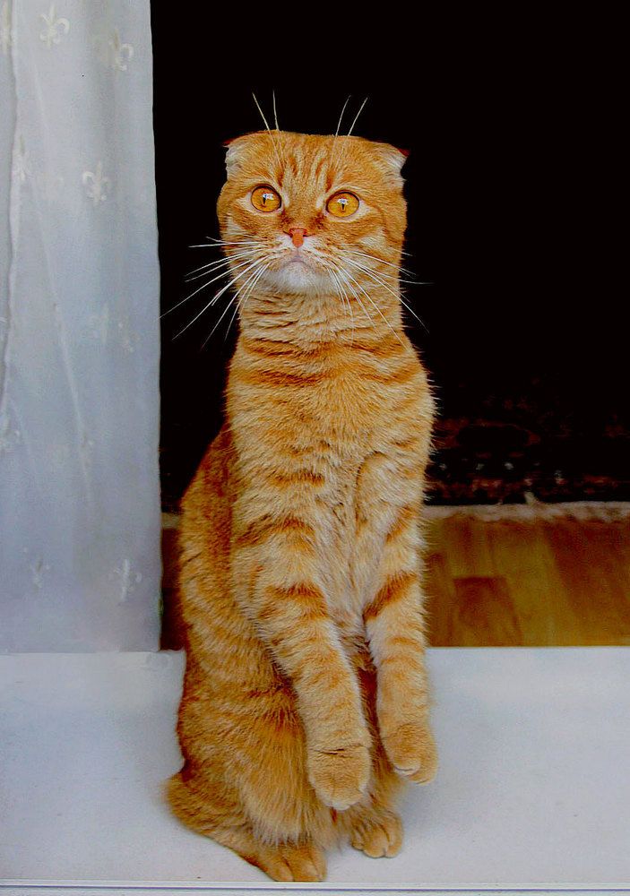 Орнитолог-любитель.