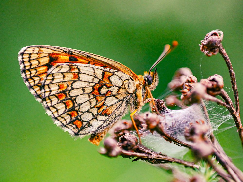 Photograph by Александр Казак