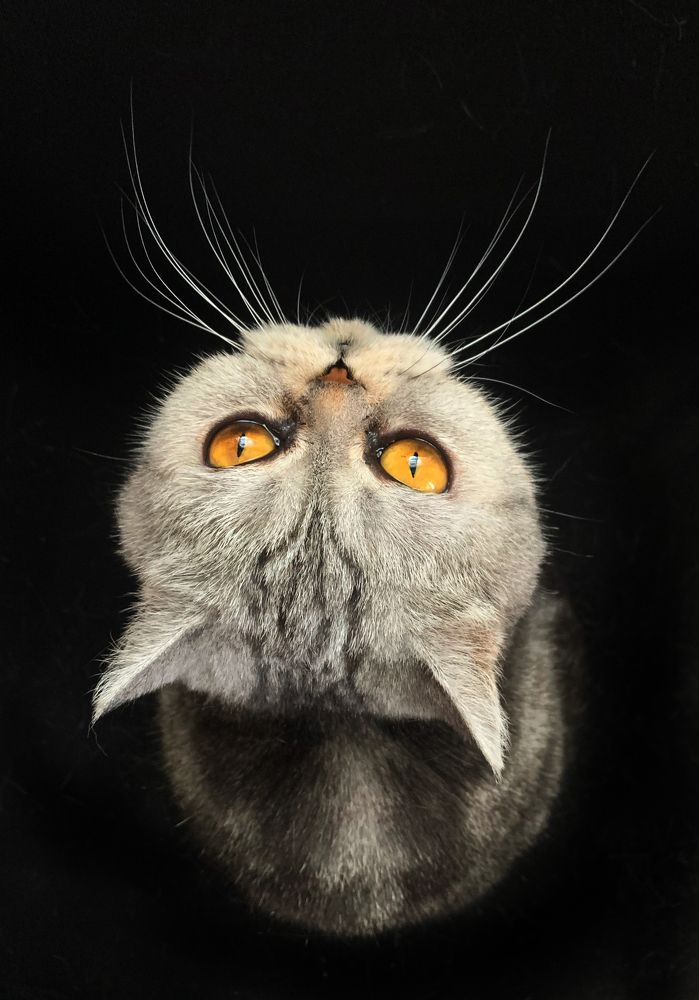 Кошка. Вид сверху