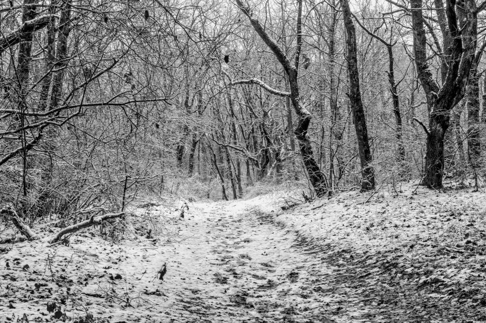 По зимней дороге в лесу..