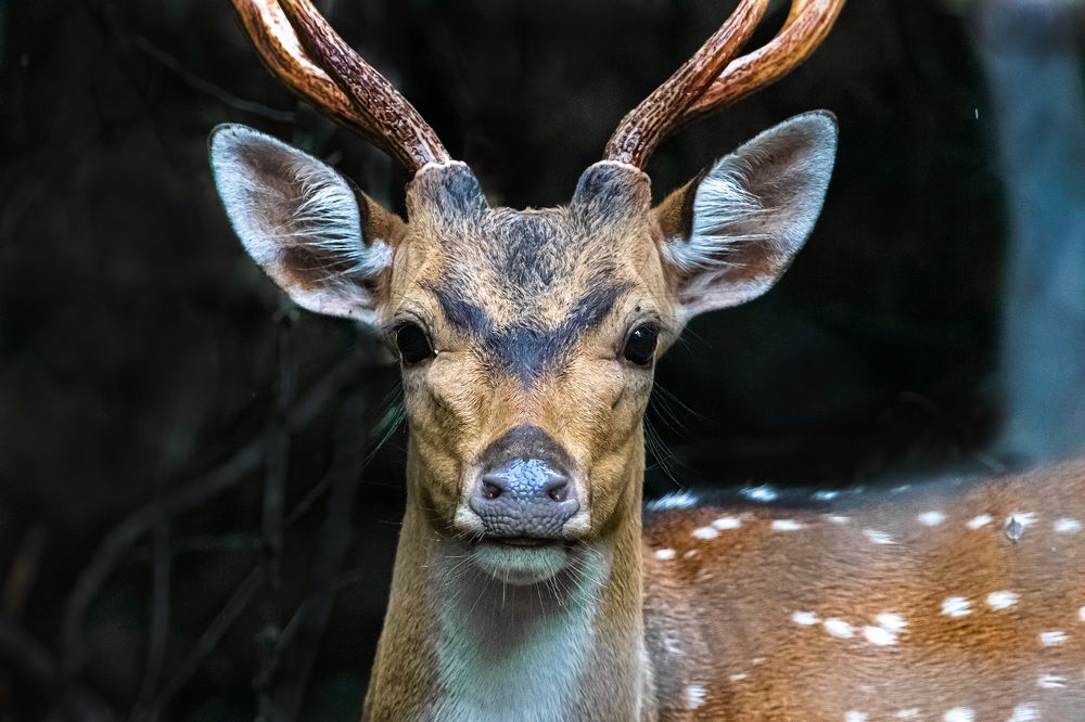 Photograph by Ishara Mewan