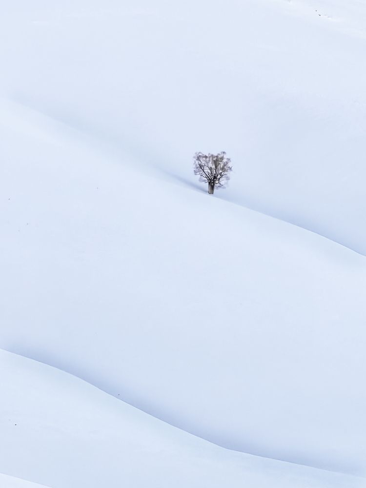 Tree alone