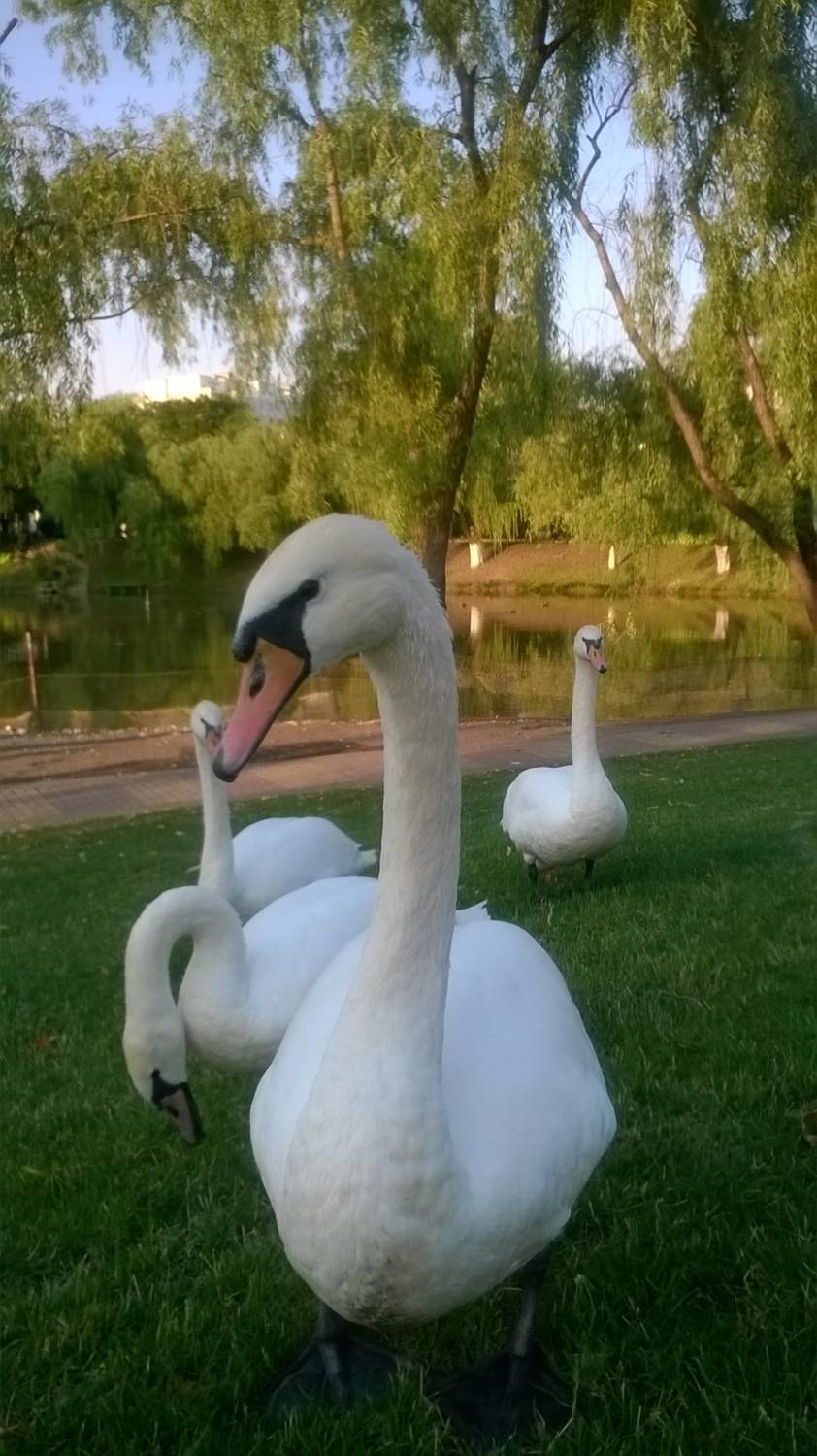 Лебеди     Swans
