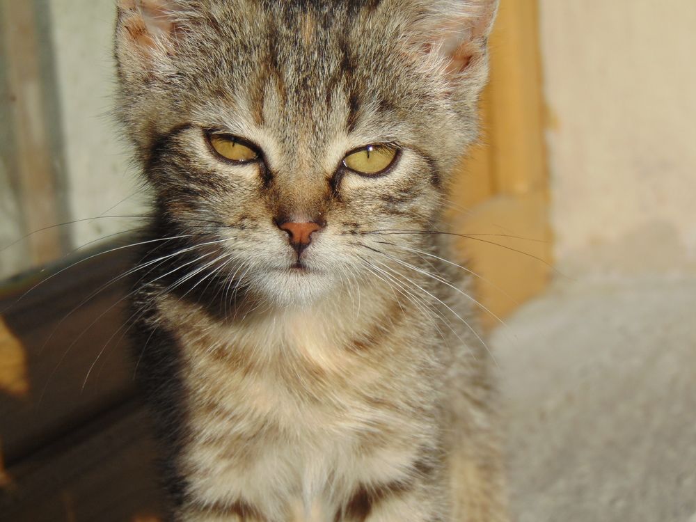 Photograph by Anna Veľasová