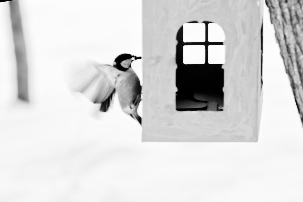 Photograph by Anikin Dimitriy