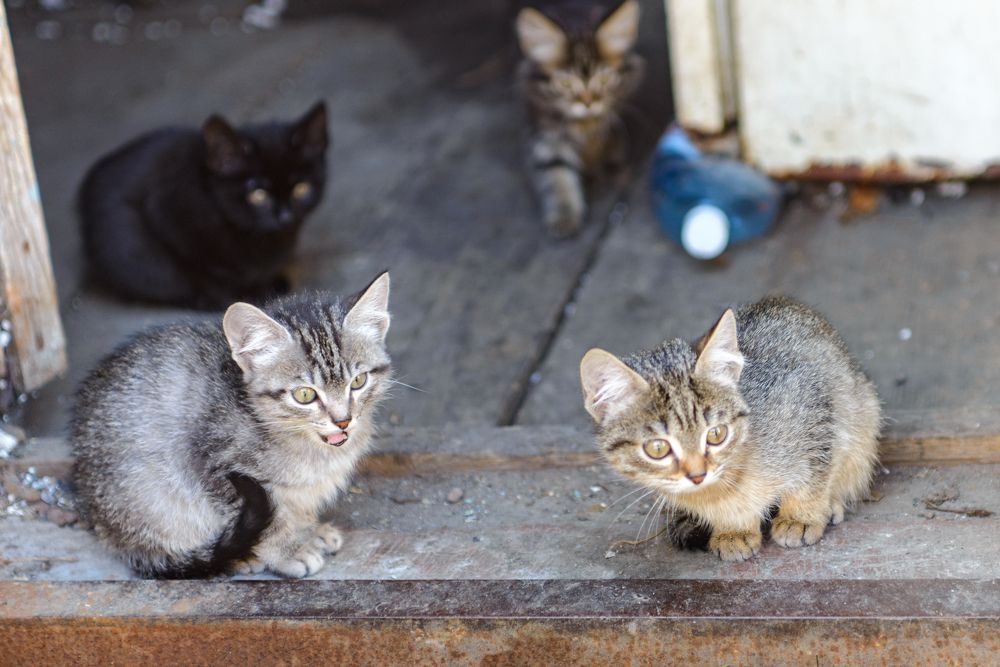 Photograph by Константин Зоткин