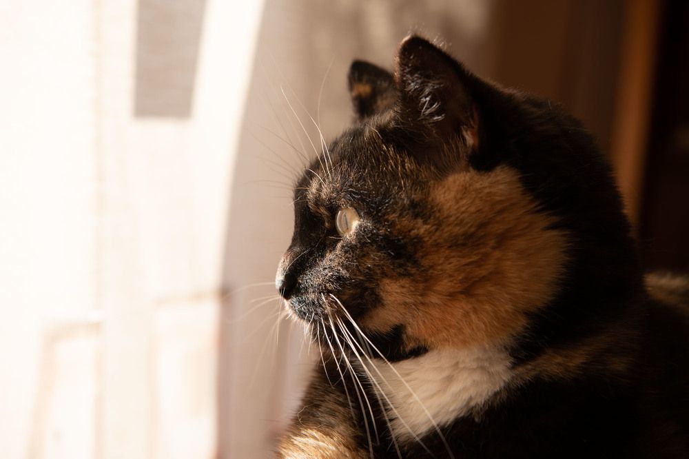 Фотография автора Екатерина Лапаева