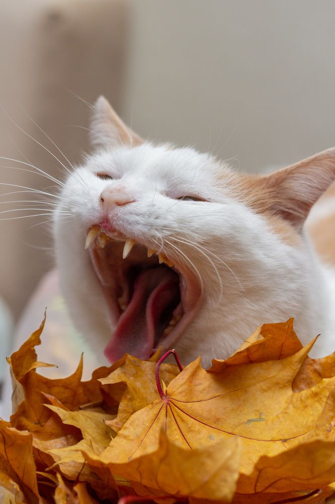 Photograph by Анна Крюкова