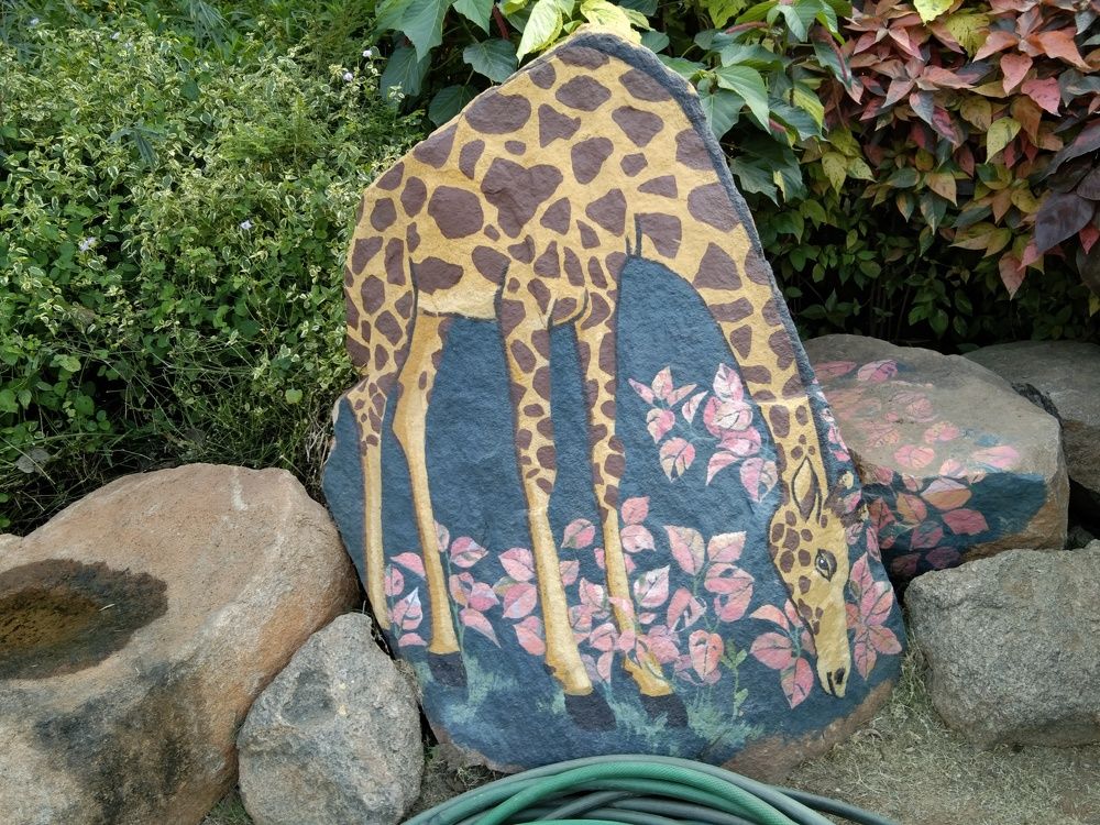 Giraffe photography