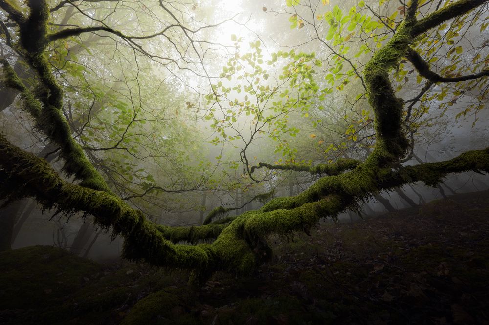 Photograph by Unai Larraya