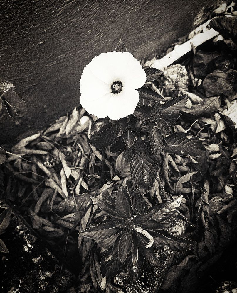 Photograph by Arelia Manderson