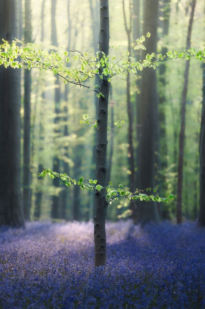 Blue forest