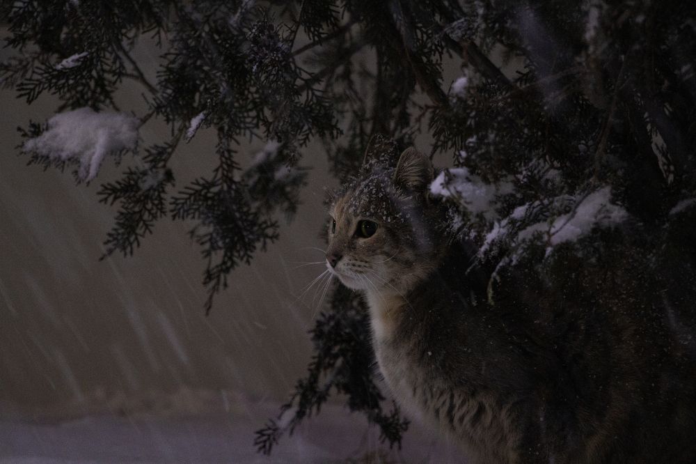 Photograph by Артем Архипов