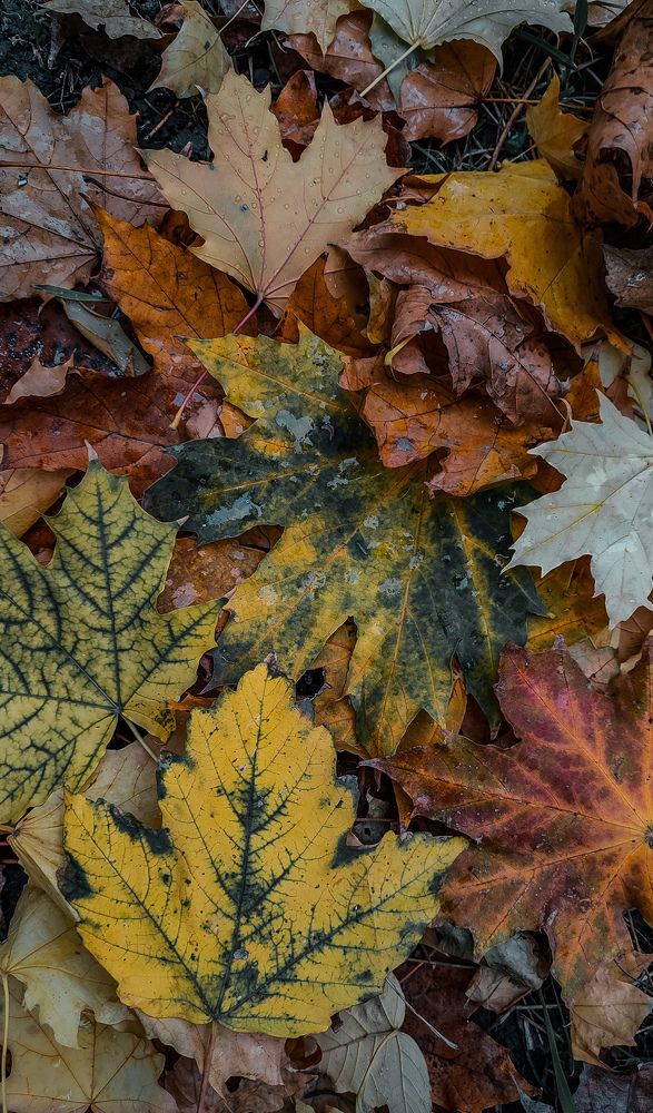 Photograph by Елена Сячина