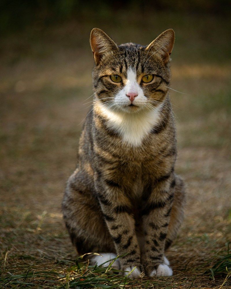 I'm not a lion, but I look a lot like him