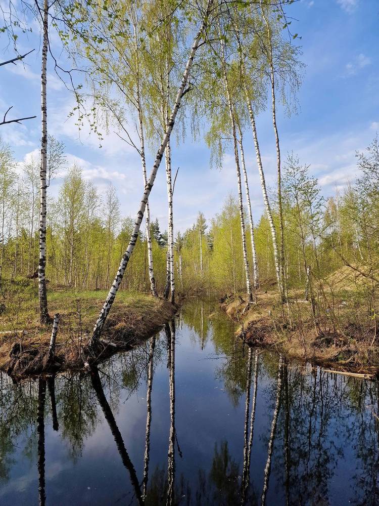 Birchtrees in April