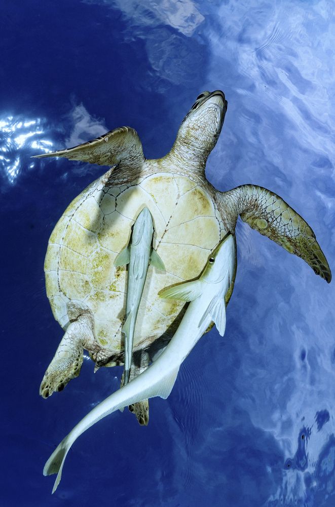 Photograph by Serge Melesan