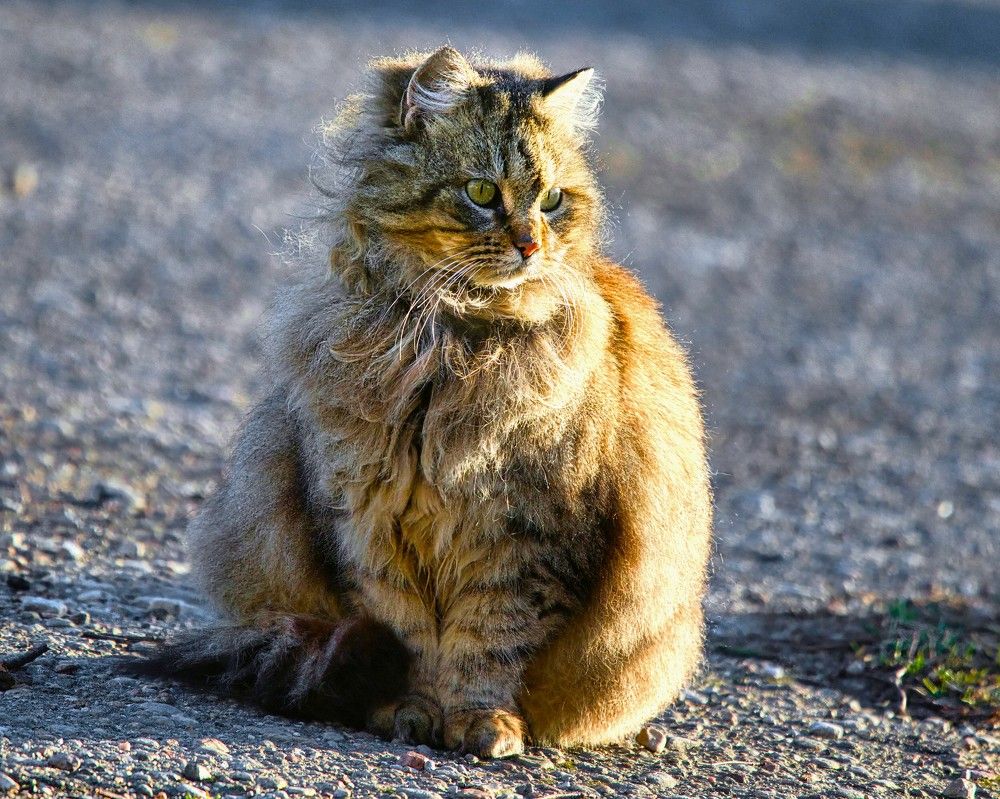 Photograph by Janis Serdienis