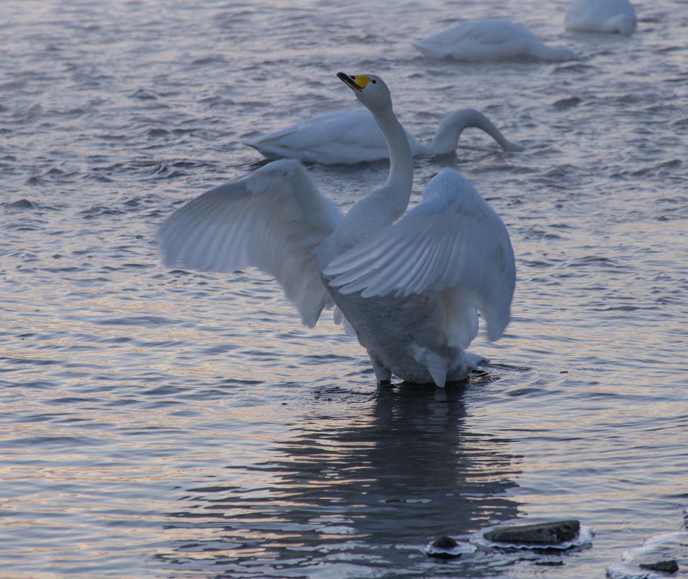 Photograph by Евгений Владимиров
