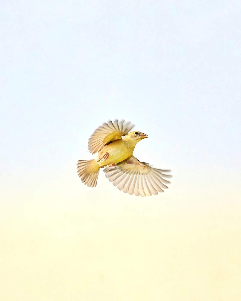 Photograph by Amogh Nayak