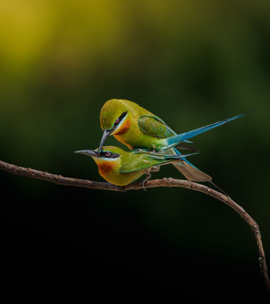 Фотография автора Mainak Halder