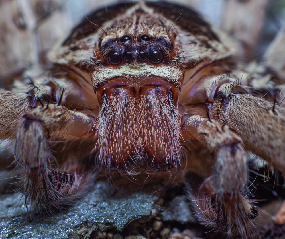 Фотография автора Laddu Sasindu Pramuditha De Silva