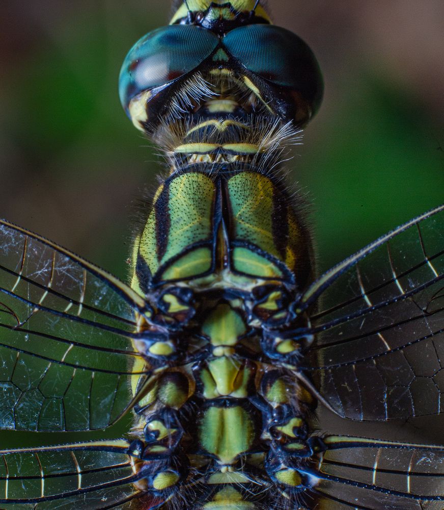 Фотография автора Laddu Sasindu Pramuditha De Silva