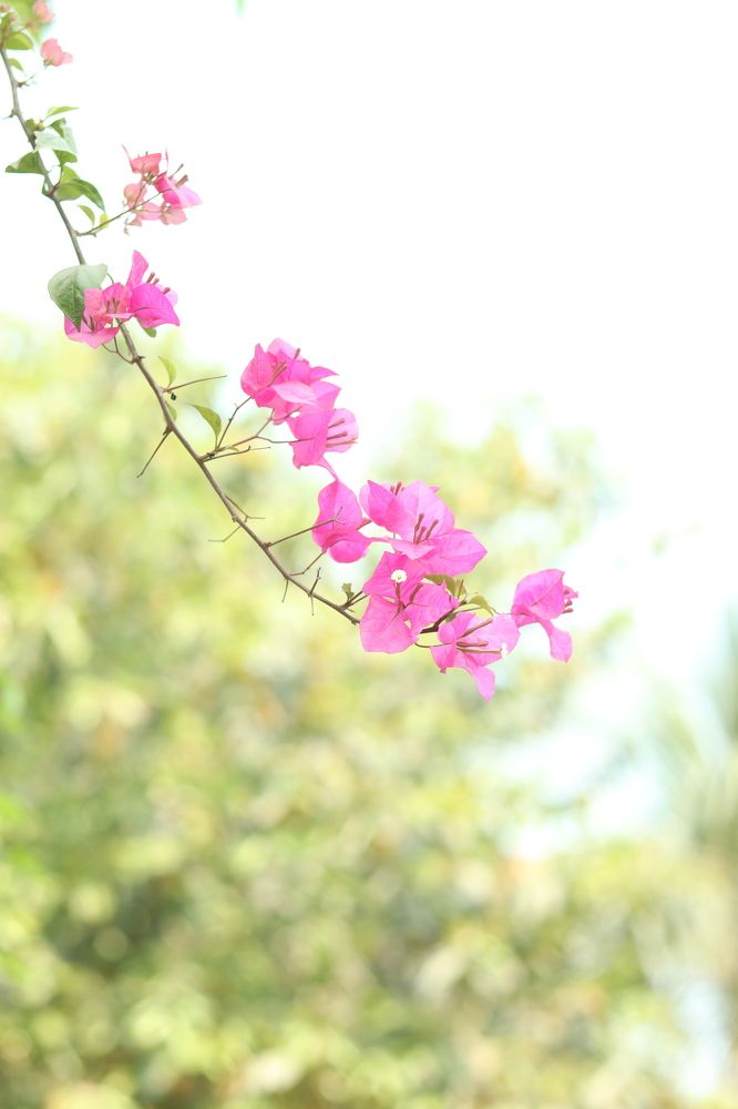 Flower