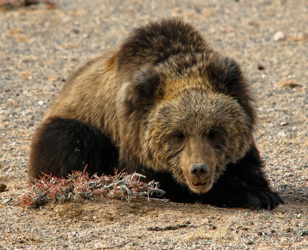Bear lost in Gobi