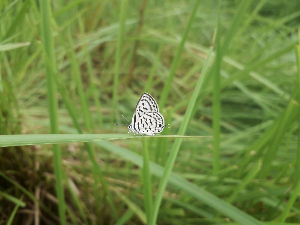 Mobile photography